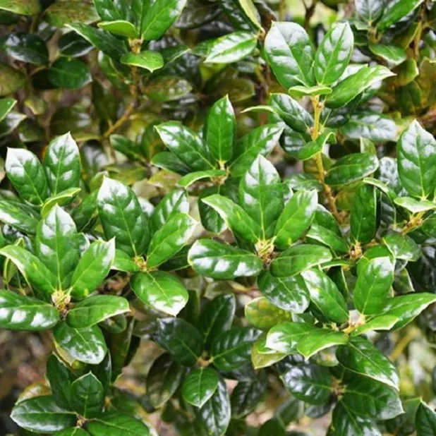 Dwarf Burford Holly