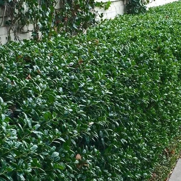 Dwarf Burford Holly