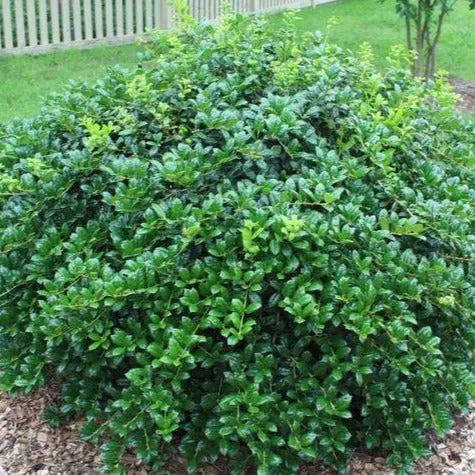 Dwarf Burford Holly