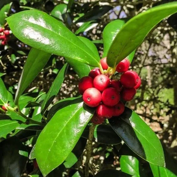 Dwarf Burford Holly