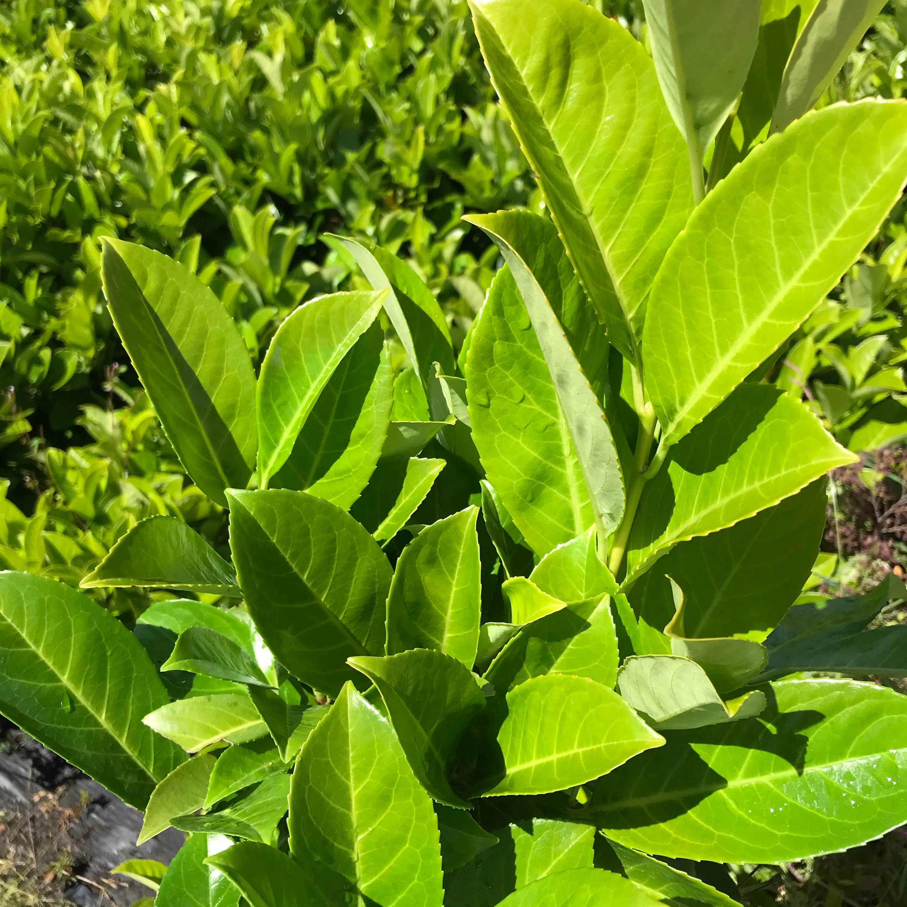 English Laurel