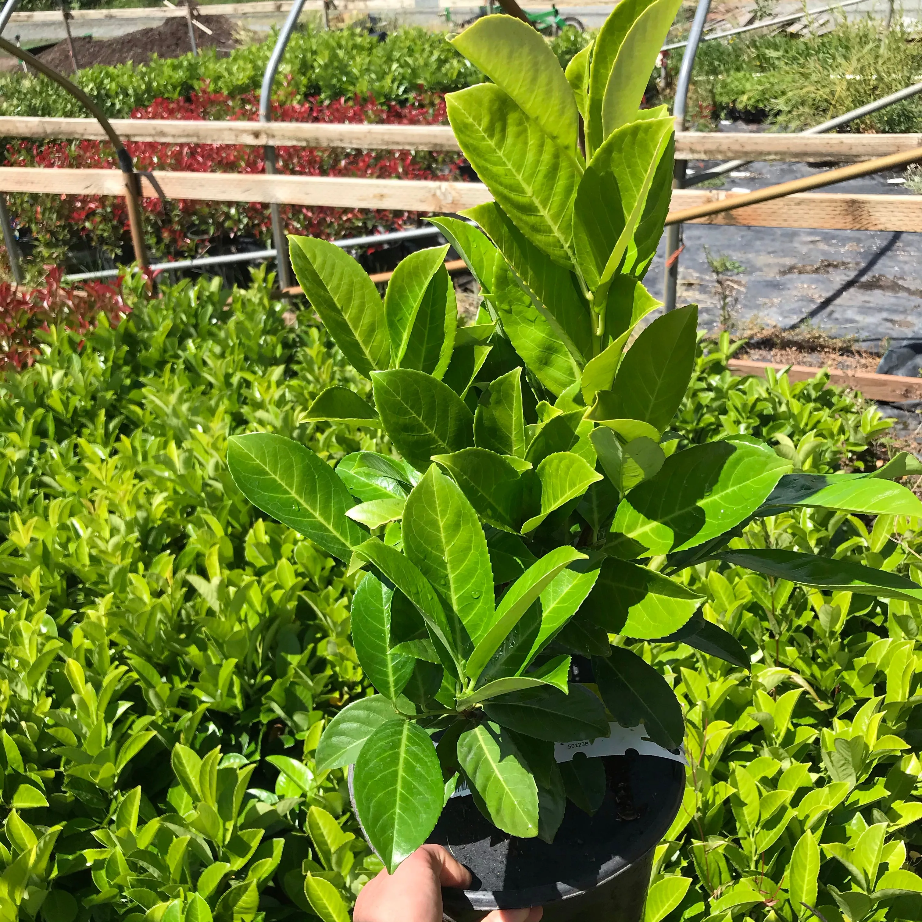 English Laurel