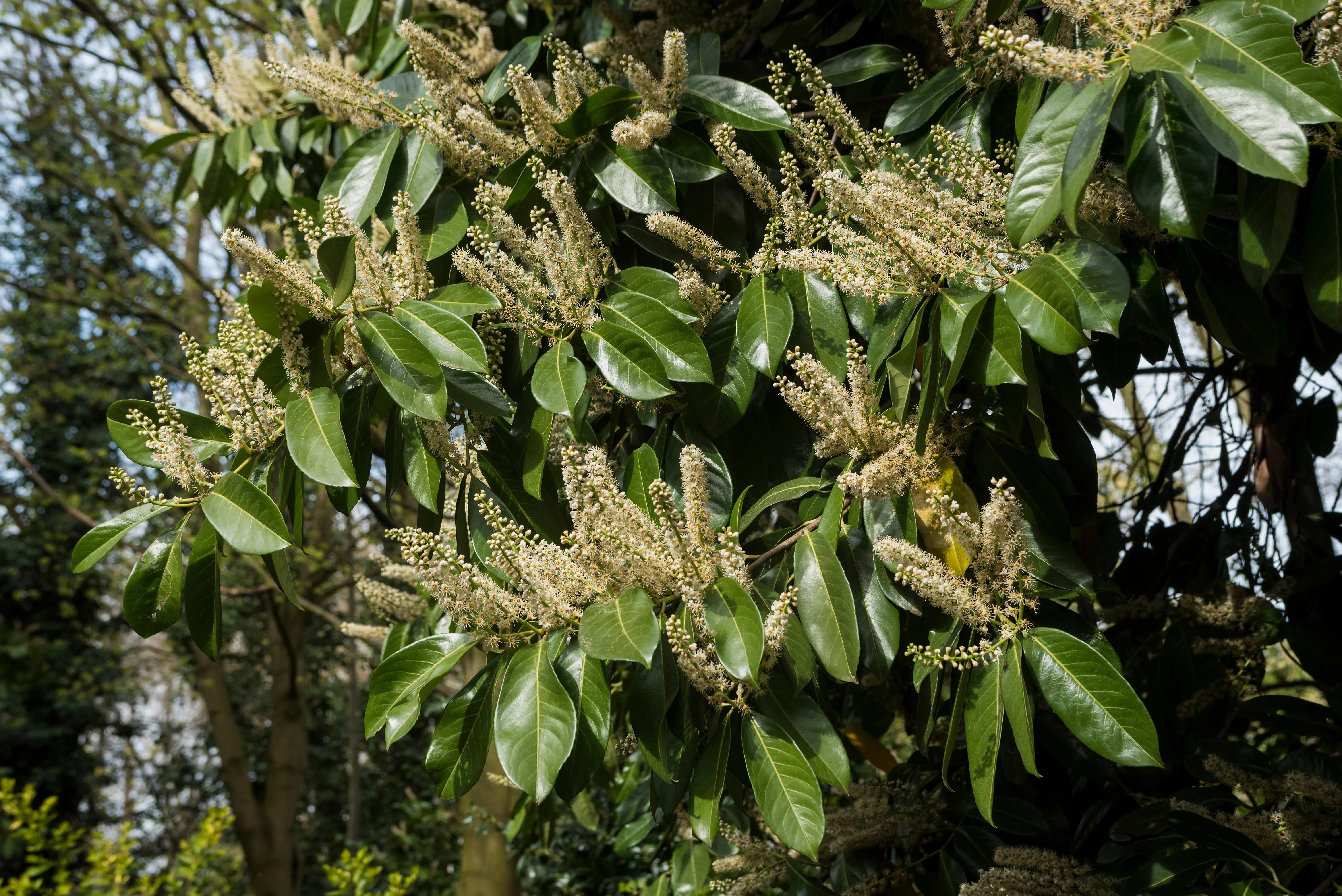 English Laurel