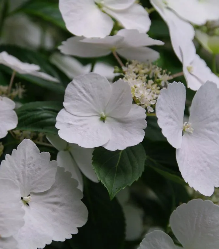 Fairytrail Bride® Cascade Hydrangea®