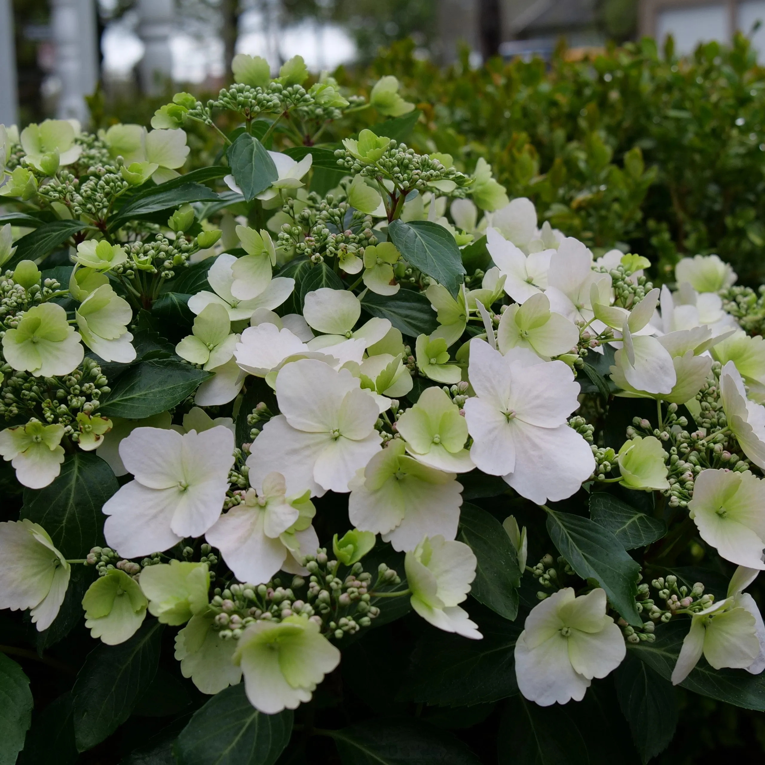 Fairytrail Bride® Cascade Hydrangea®