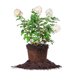 Fire Light® Hydrangea Shrub