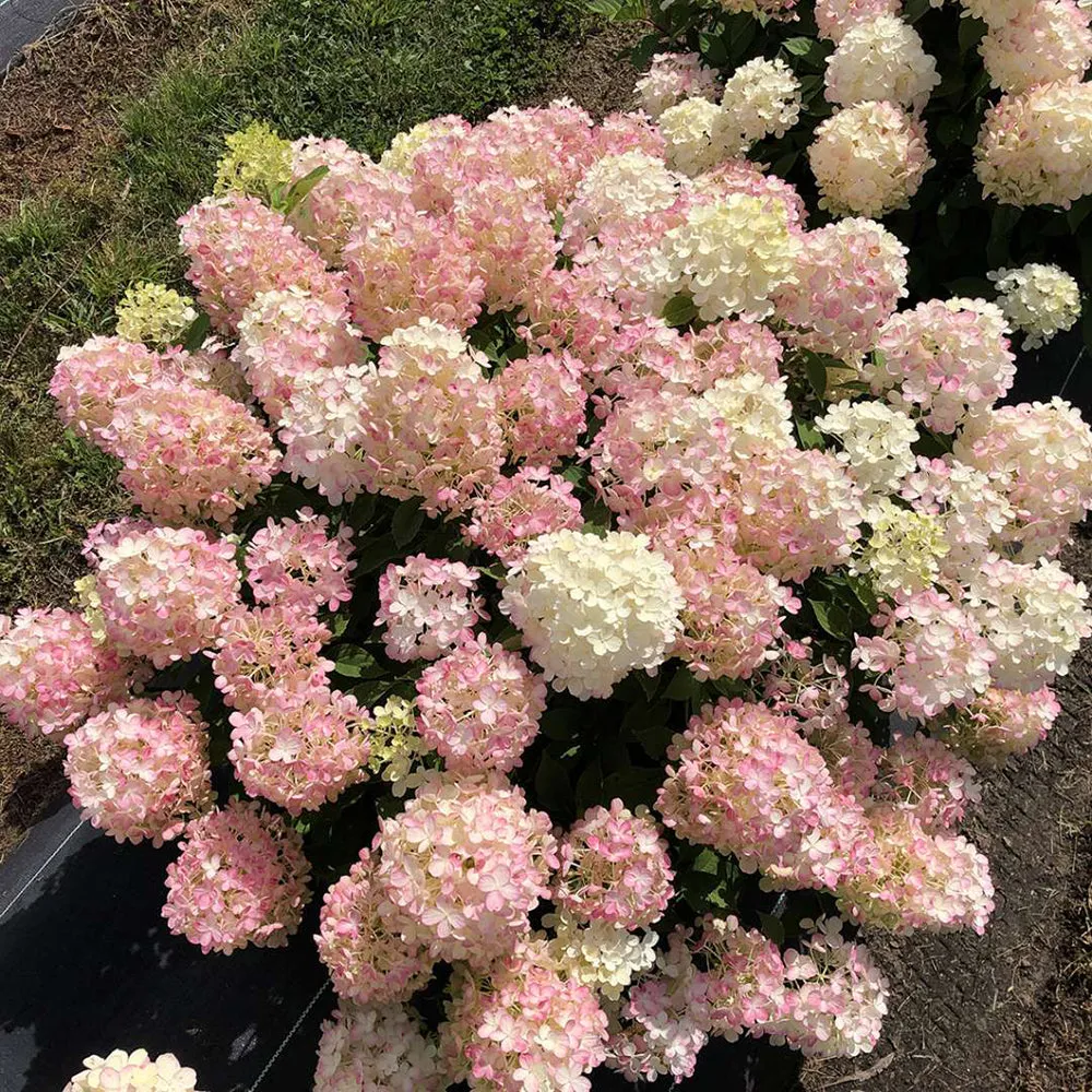 Fire Light® Hydrangea Shrub