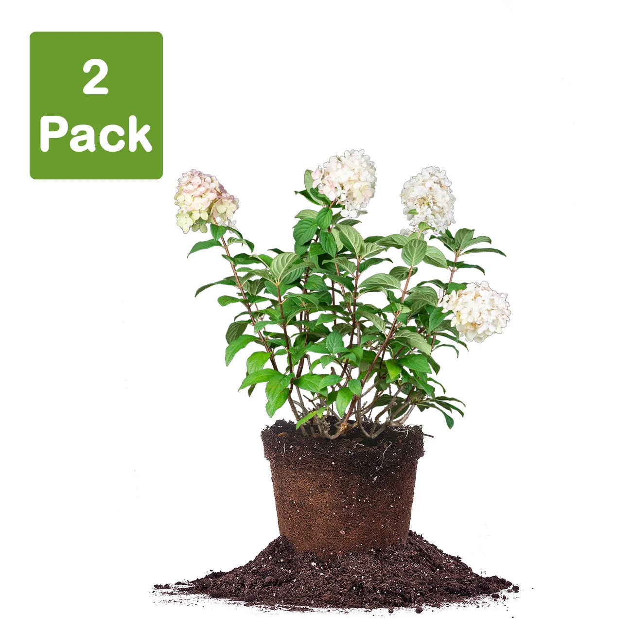 Fire Light® Hydrangea Shrub