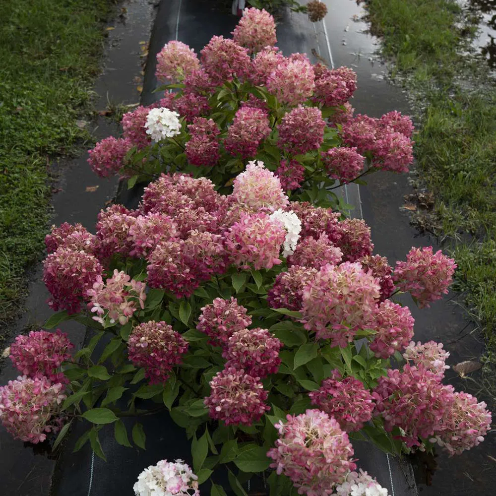 Fire Light® Hydrangea Shrub