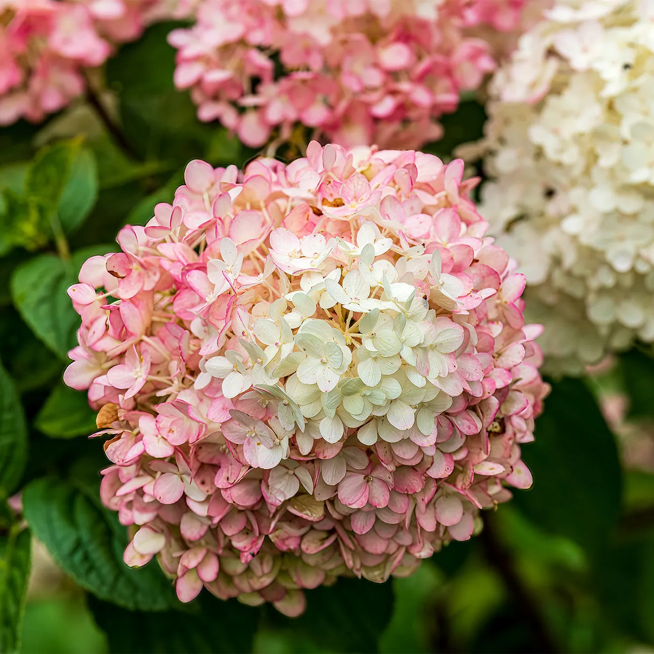 Fire Light® Hydrangea Shrub