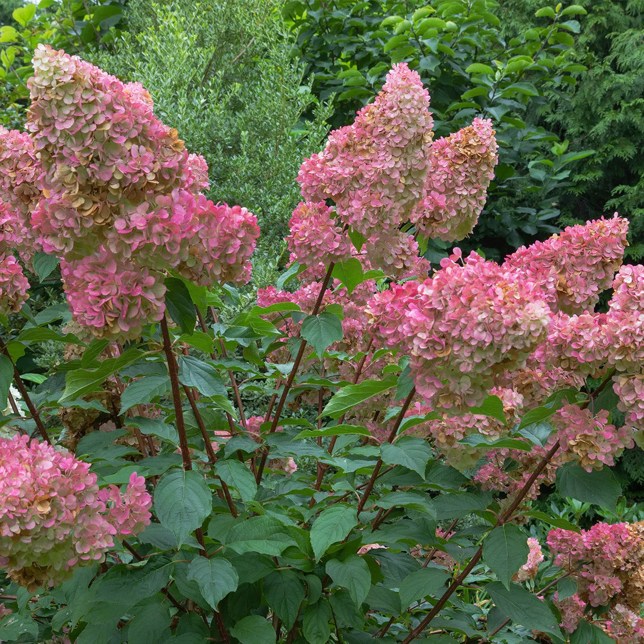 Fire Light® Hydrangea Shrub