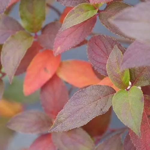 Fire Light Tidbit® Panicle Hydrangea