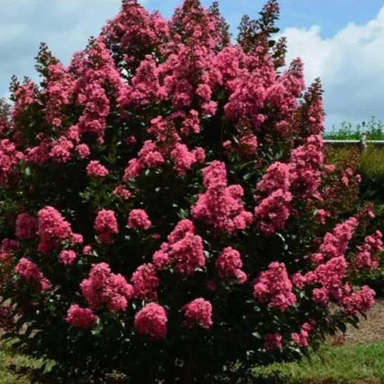 First Editions® Coral Magic Crapemyrtle