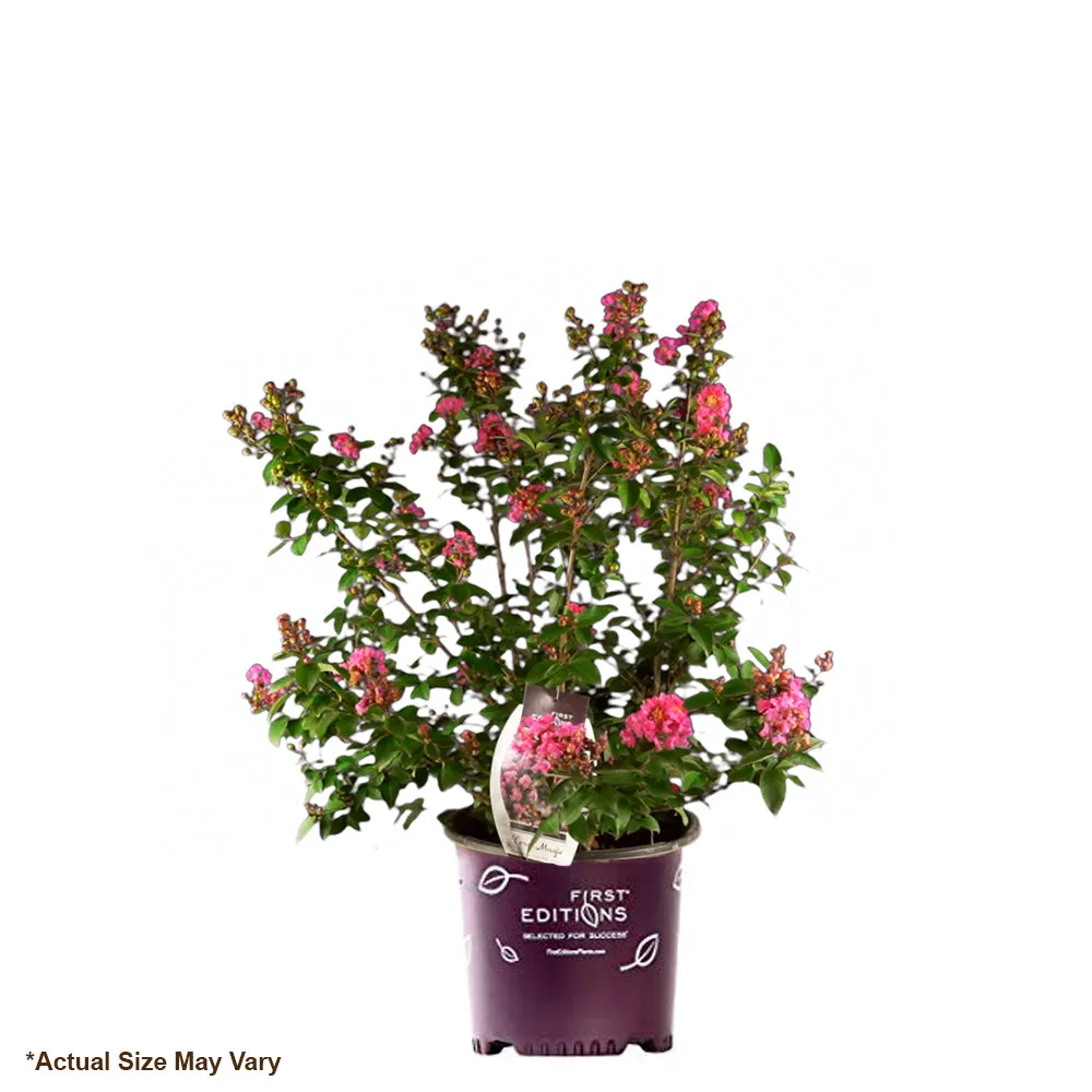 First Editions® Coral Magic Crapemyrtle