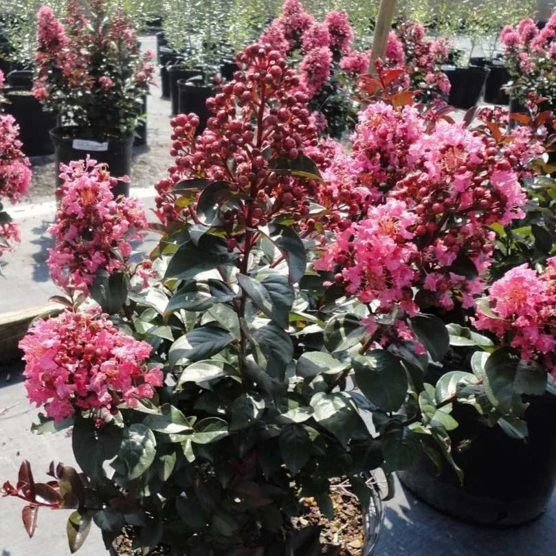 First Editions® Coral Magic Crapemyrtle