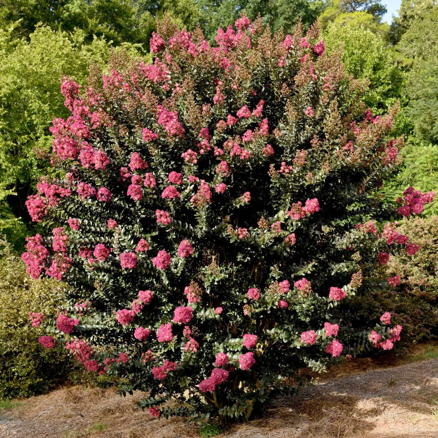 First Editions® Plum Magic Crapemyrtle