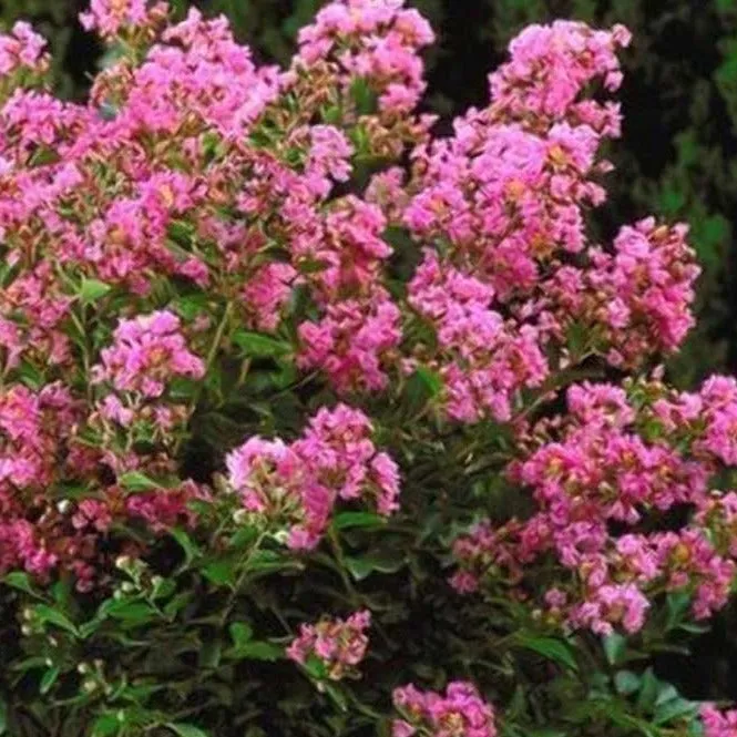 First Editions® Plum Magic Crapemyrtle