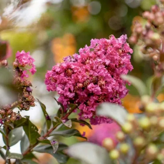 First Editions® Plum Magic Crapemyrtle