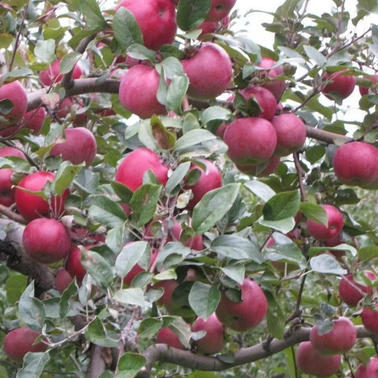 Fuji Apple Tree