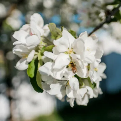 Fuji Apple Tree