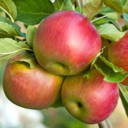 Fuji Apple Tree