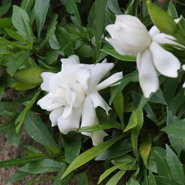 Gardenia Radicans