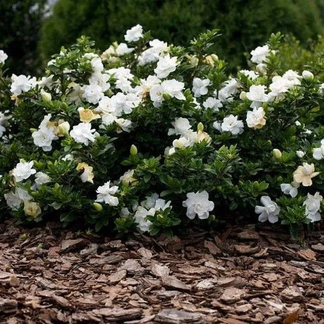 Gardenia Radicans