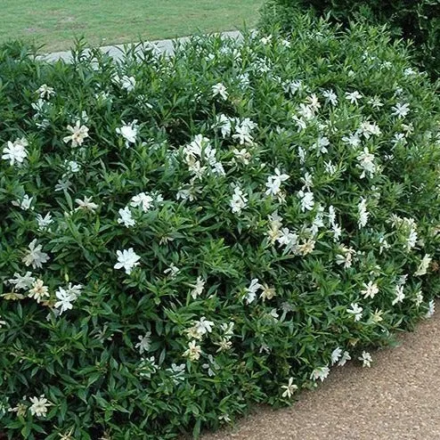 Gardenia Radicans