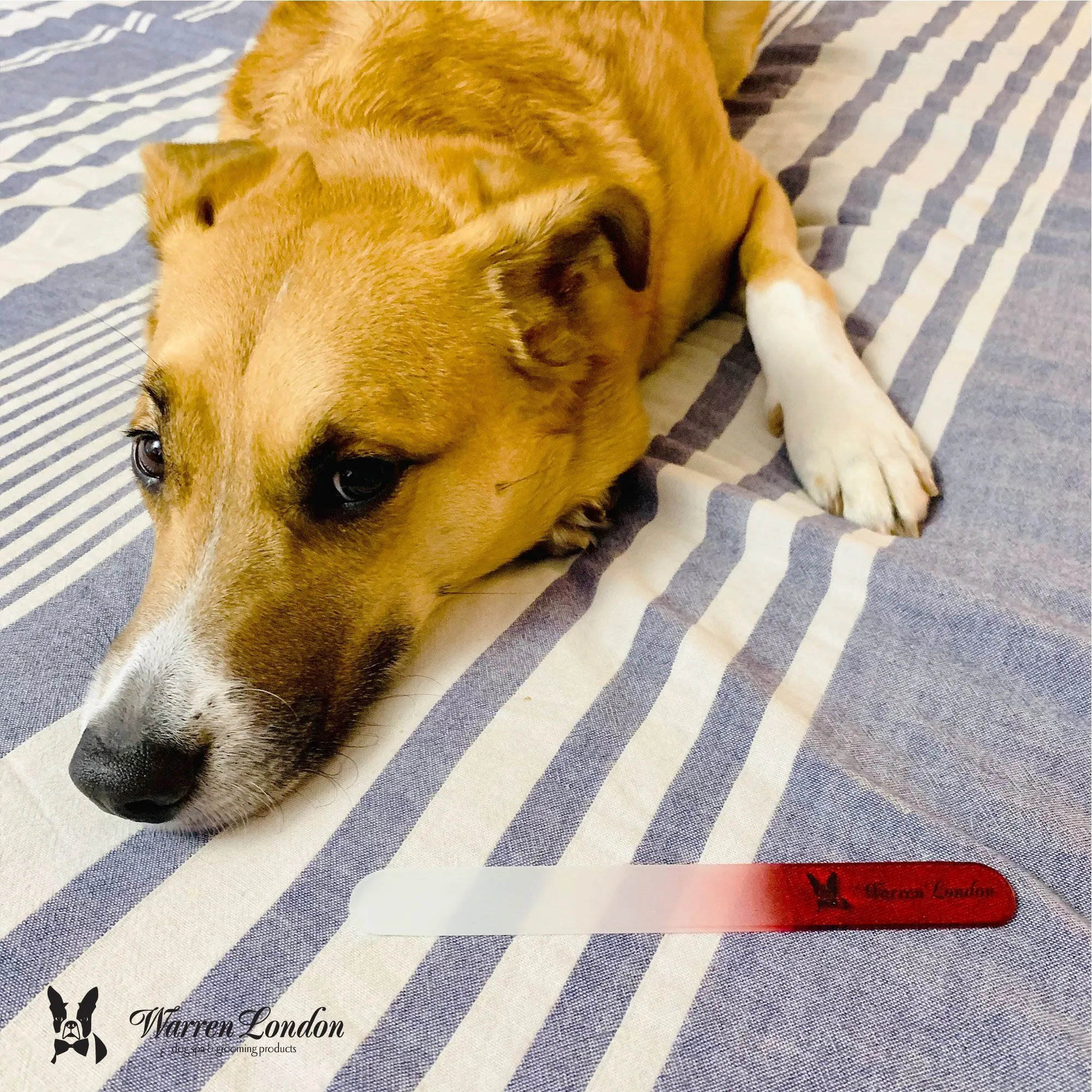 Glass Nail File for Dogs