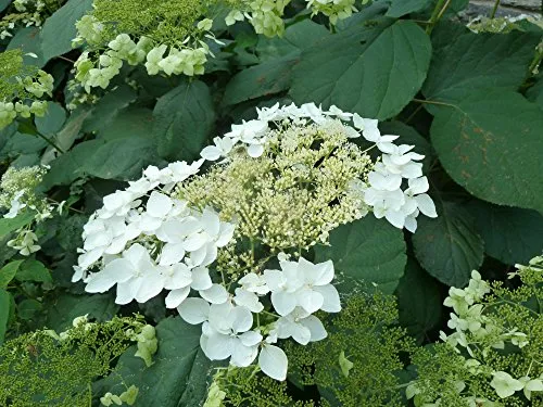 Haas' Halo Smooth Hydrangea