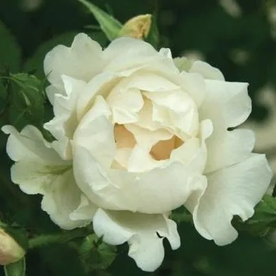 Icecap™ Rose Tree