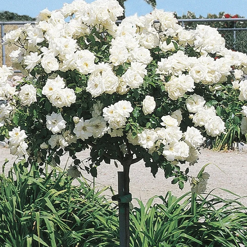 Icecap™ Rose Tree