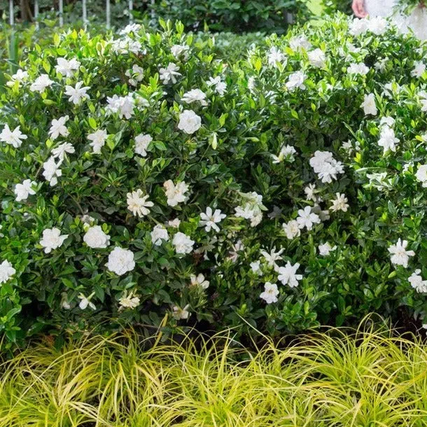 Jubilation™ Gardenia