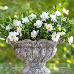 Jubilation™ Gardenia