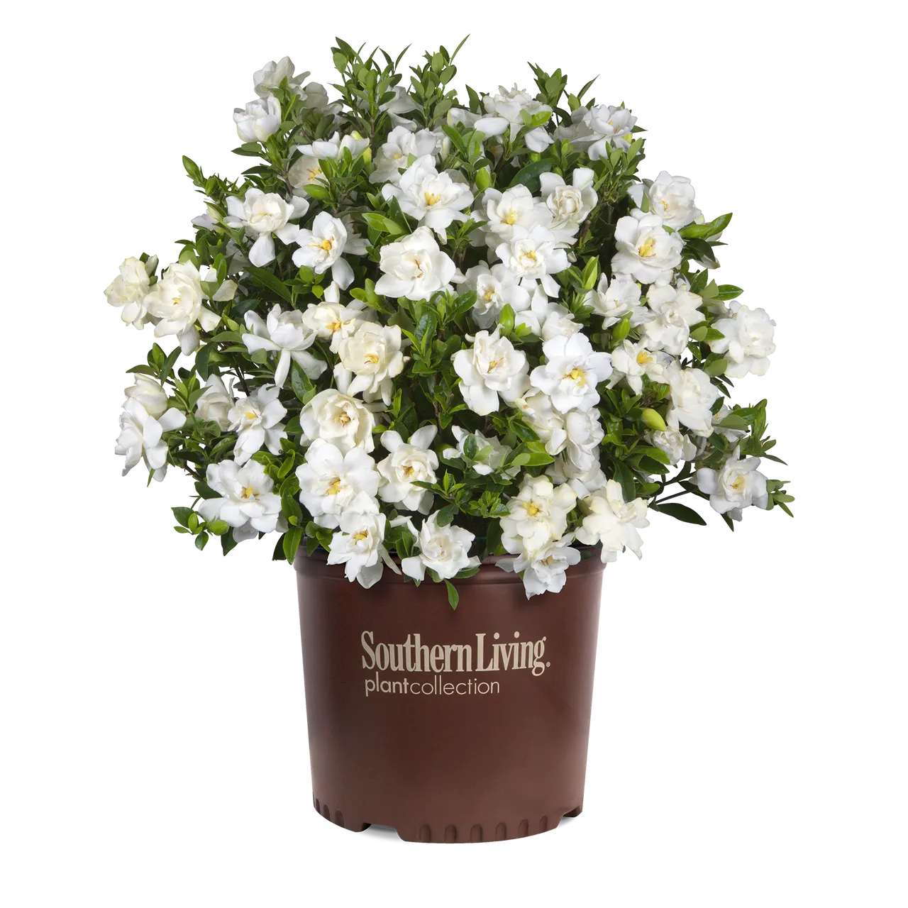 Jubilation™ Gardenia