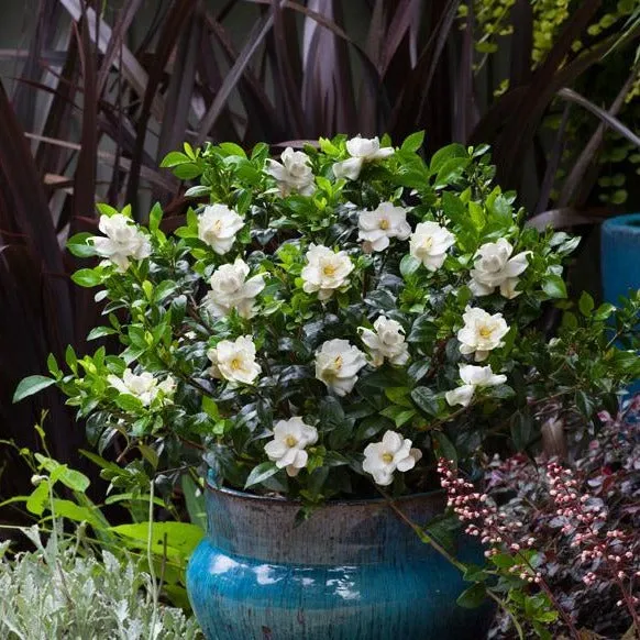 Jubilation™ Gardenia