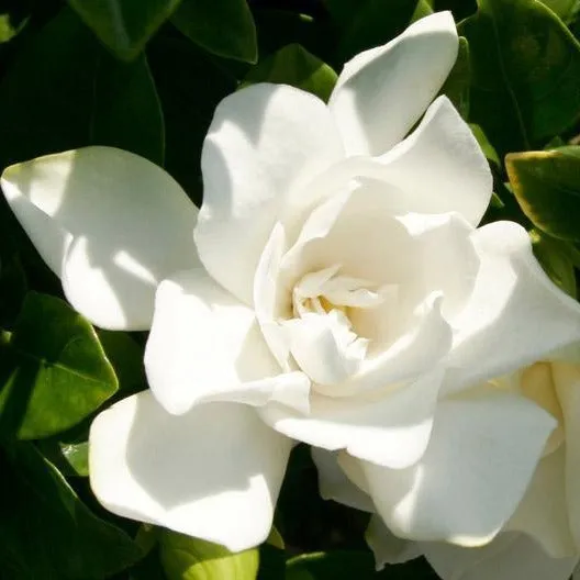 Jubilation™ Gardenia