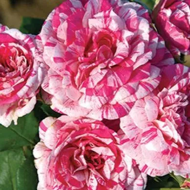 Julio Iglesias Rose Tree