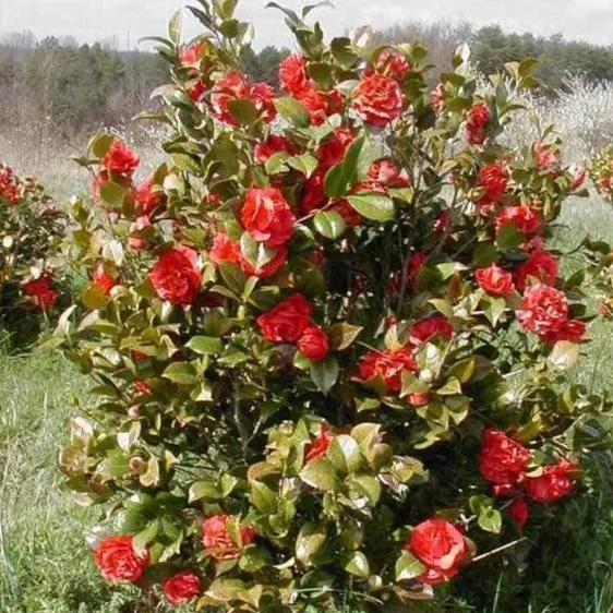 Kramer's Supreme Camellia