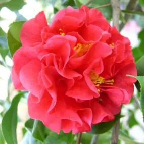 Kramer's Supreme Camellia