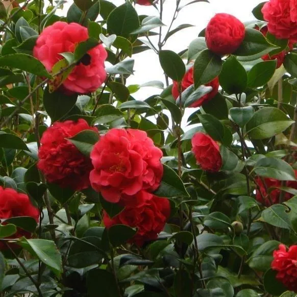 Kramer's Supreme Camellia