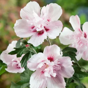 Lady Stanley Pink Althea Hibiscus Tree Form