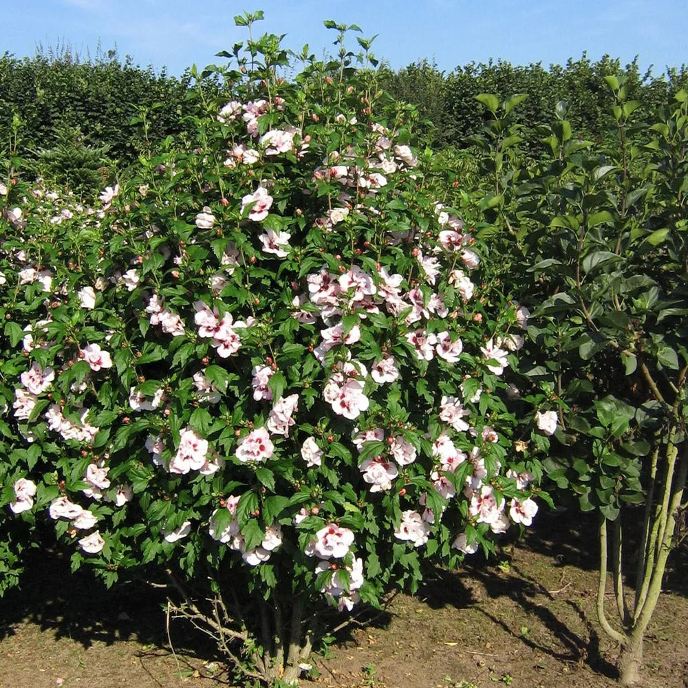 Lady Stanley Pink Althea Hibiscus Tree Form