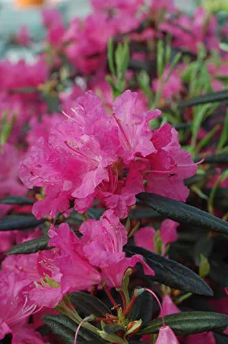 Landmark Rhododendron