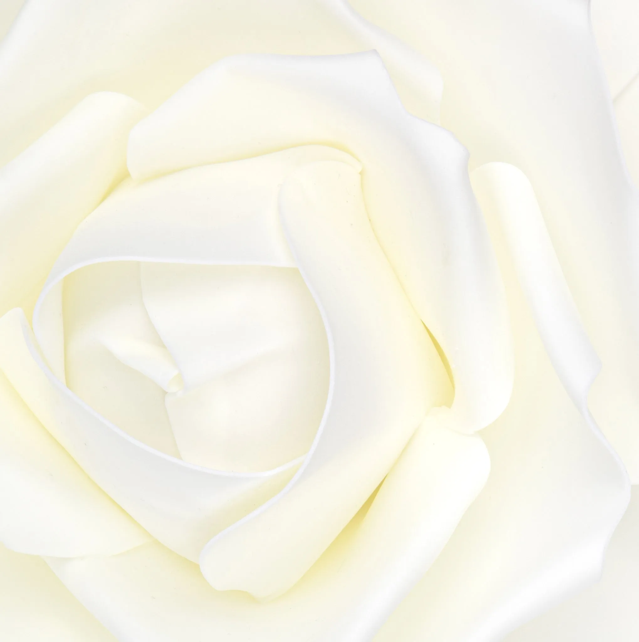 Large Foam Rose Wall  Decor 30 cm - Ivory