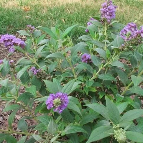 Lilac Chip Butterfly Bush