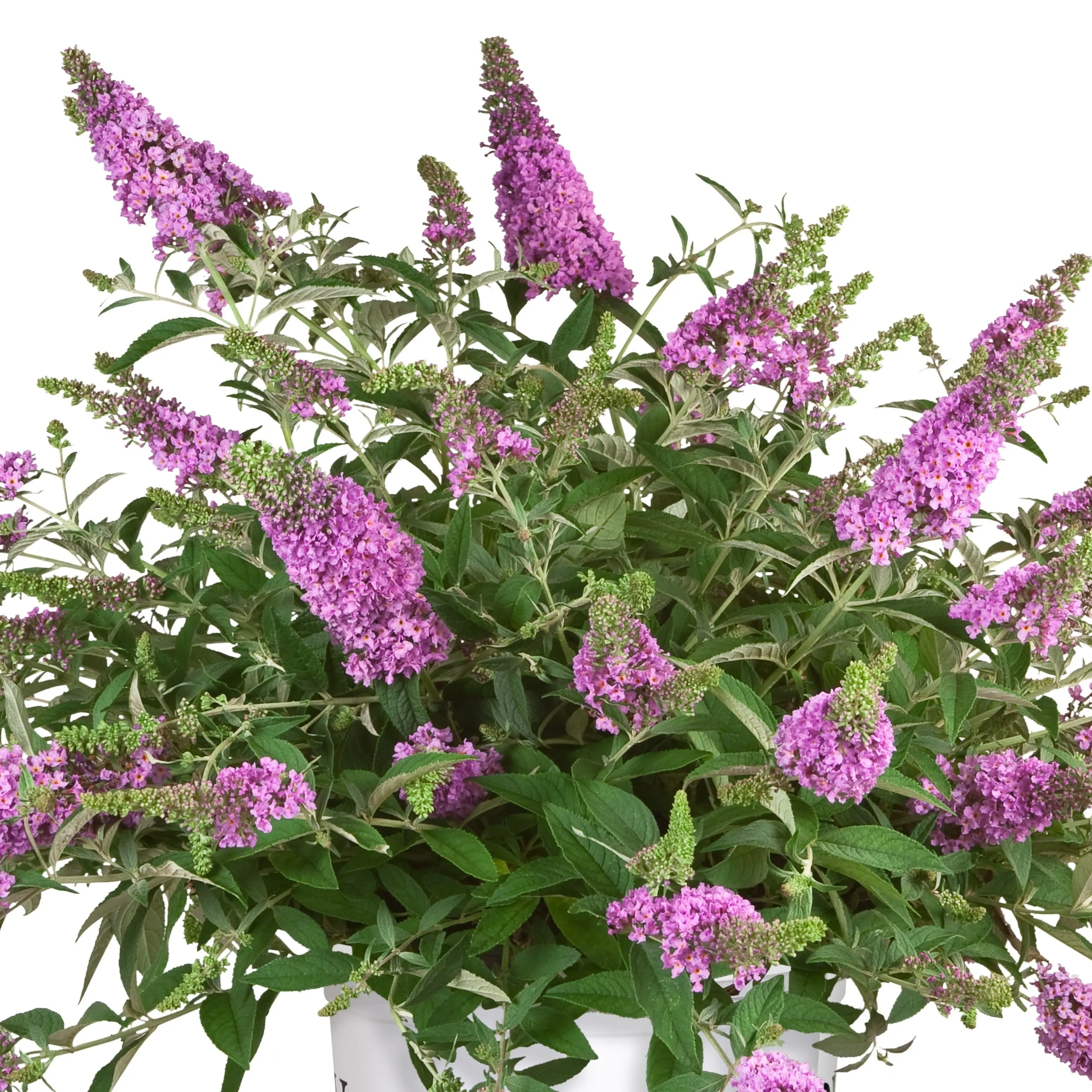 Lilac Chip Butterfly Bush