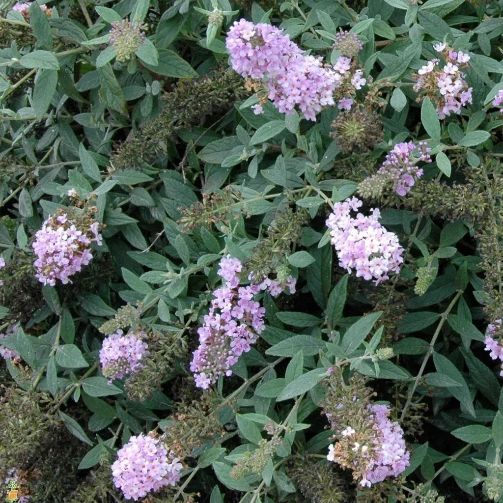 Lilac Chip Butterfly Bush