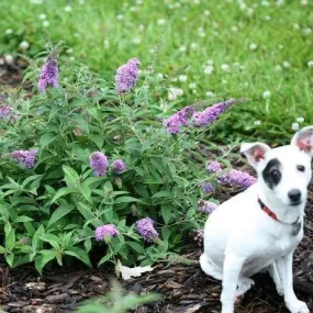 Lilac Chip Butterfly Bush