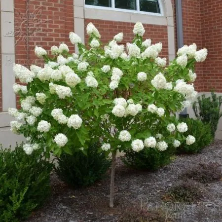 Limelight Hardy Hydrangea Tree